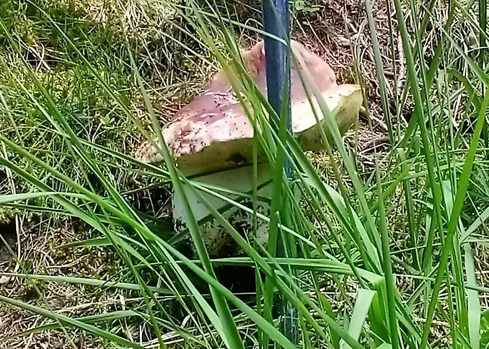 Da Nicola E Laura Santo Stefano Di Cadore